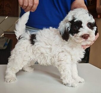 PUDL TRPASLIČÍ VÍCEBAREVNÝ s PP pes