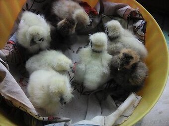 kuřátka -hedvábnička - 1