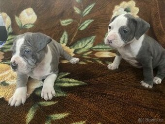 STAFORDŠÍRSKÝ bulteriér - 1