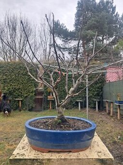 Bonsaj,bonsai Jabloň
