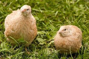 Japonské prepelice - predaj