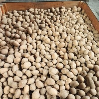 Prodám sadbové brambory