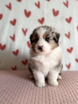 Australský ovčák s PP