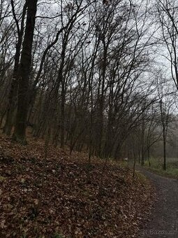 Prodám lesní pozemek v k.ú. Zadní Kopanina