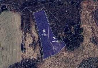 Prodej lesa v k.ú. Mikulovice u Jeseníka