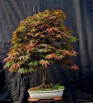 Bonsai, Bonsaj -Acer Palmatum TOP -1