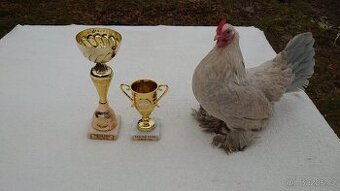 Koupím kohouta zakrslé rousné