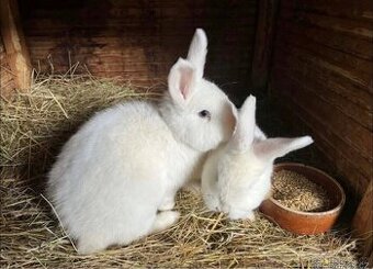 Vídeňský králík