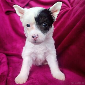 Čínský chocholatý pes-fenka labutěnka s pp