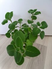 Krásné rýmovníky