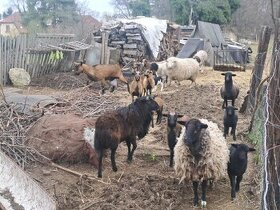 Ovce a jehňata na prodej