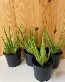 Aloe vera, Aloe pravá - 1