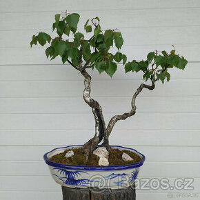 Bonsaj 39 let - Bříza pýřitá (Betulus pubescens)