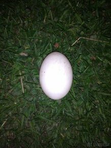 Kachní Vajíčka od Ruanské Kachny