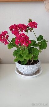 Pelargonie (muškát)