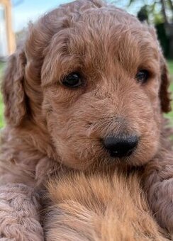 Goldendoodle - 1