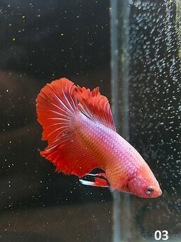 Betta Splendens - Betta bojovnice (Samec 03) - 1