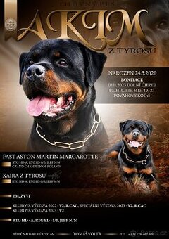 Rotvajler-krytí - 1
