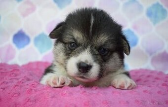 Welsh Corgi Pembroke s PP