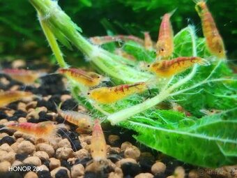 Krevetky Caridina - Golden Dragon - 1