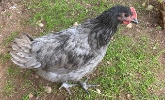 Kohout Australka modrá černě lemovaná