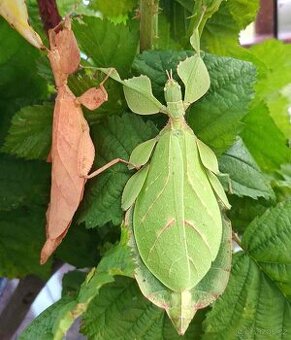 Strasilky lupenitky filioinske