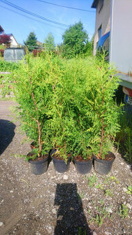 Thuje brabant 70-90cm