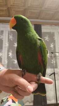 Papoušek Eclectus Samec