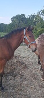 Hříbata Slezský Norik Hřebec+Kobylka