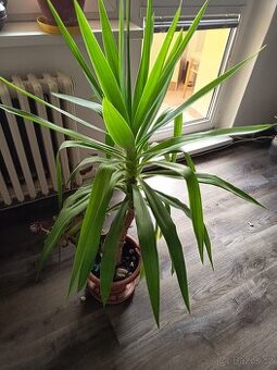 Juka obrovská -Yucca Elephanties