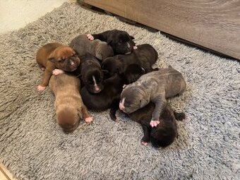 Americký stafordsirsky terier, Stafford, amstaf