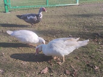 Kachny pižmové chovný pár