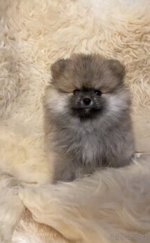 Trpasličí špic - Pomeranian