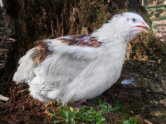 Texas Brojler Křepelky (USA) - Vejce do líhně