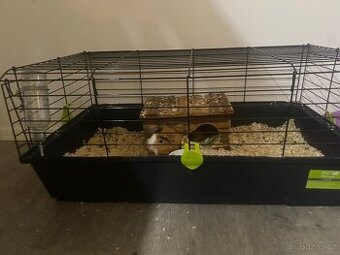 Dobry den, nabízím morčátko.