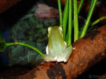 Rosnička karolínská (Hyla cinerea)