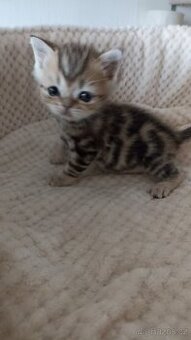 Britský zlatý whiskas kocourek s PP