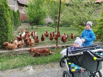 Nabízím domácí vejce