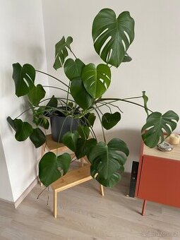 Monstera