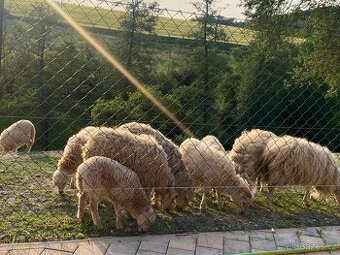 Plemenný ouessantský beran