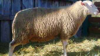 Východofríska Beran (VF)