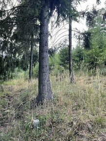 Prodám lesní pozemky v k.ú. Smolná u Jevíčka.