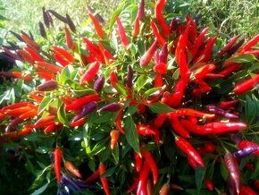 sazenice chilli Sangria Ornamental