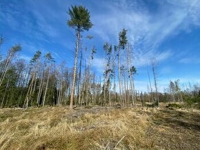 Lesní pozemek Sázavka