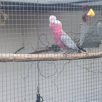 Kakadu růžový 1,0 kr. 19