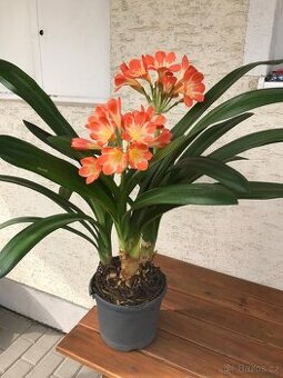 Clivia