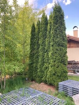 Thuja Smaragd výška 4,5 m