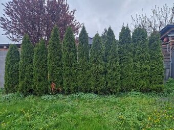 Thuje, tuje, smaragd, thuja
