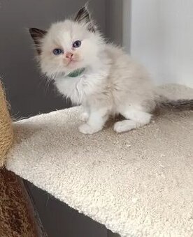 kocourek ragdoll s PP