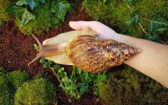 Afričtí šneci Lissachatina reticulata classic dark - 1